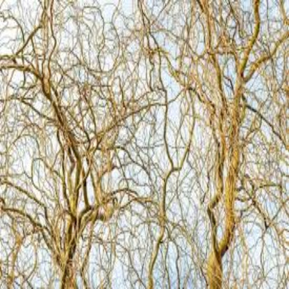 Twisted Willow