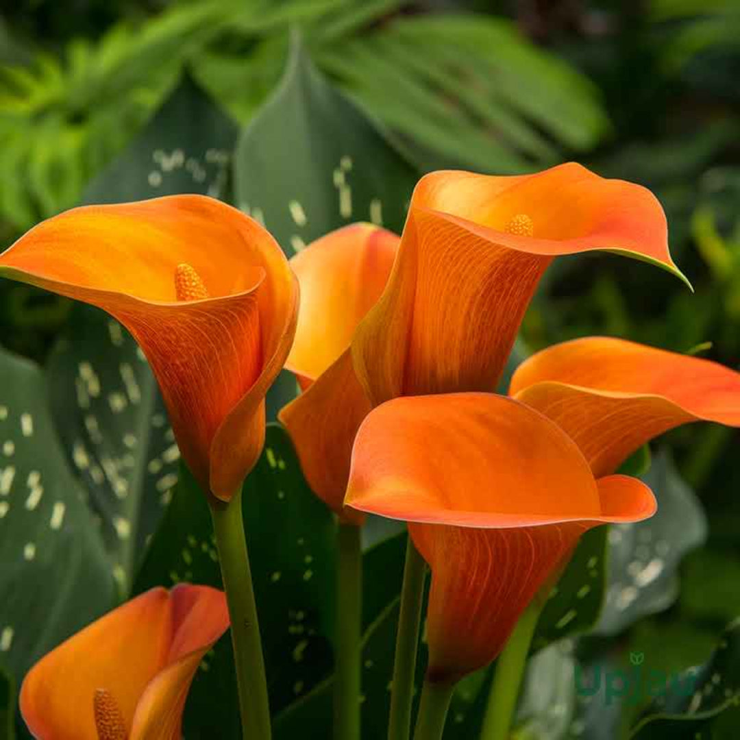 orange calla lily plant Calla Lily Orange Plant