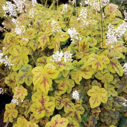 Heucherella Yellowstone Falls