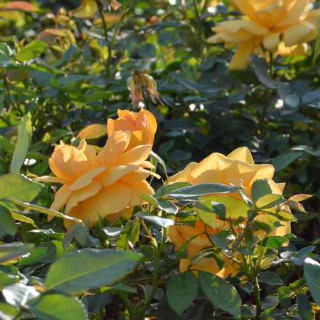 South Africa Tree Form Rose