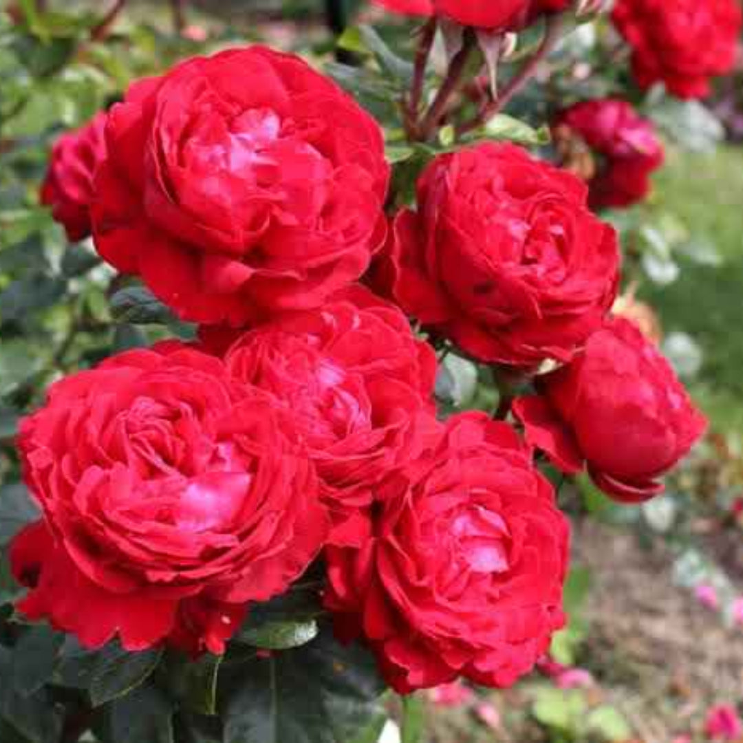 Rosa ‘KORroleotu’ Tiamo® Grandiflora Rose