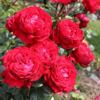 Rosa ‘KORroleotu’ Tiamo® Grandiflora Rose