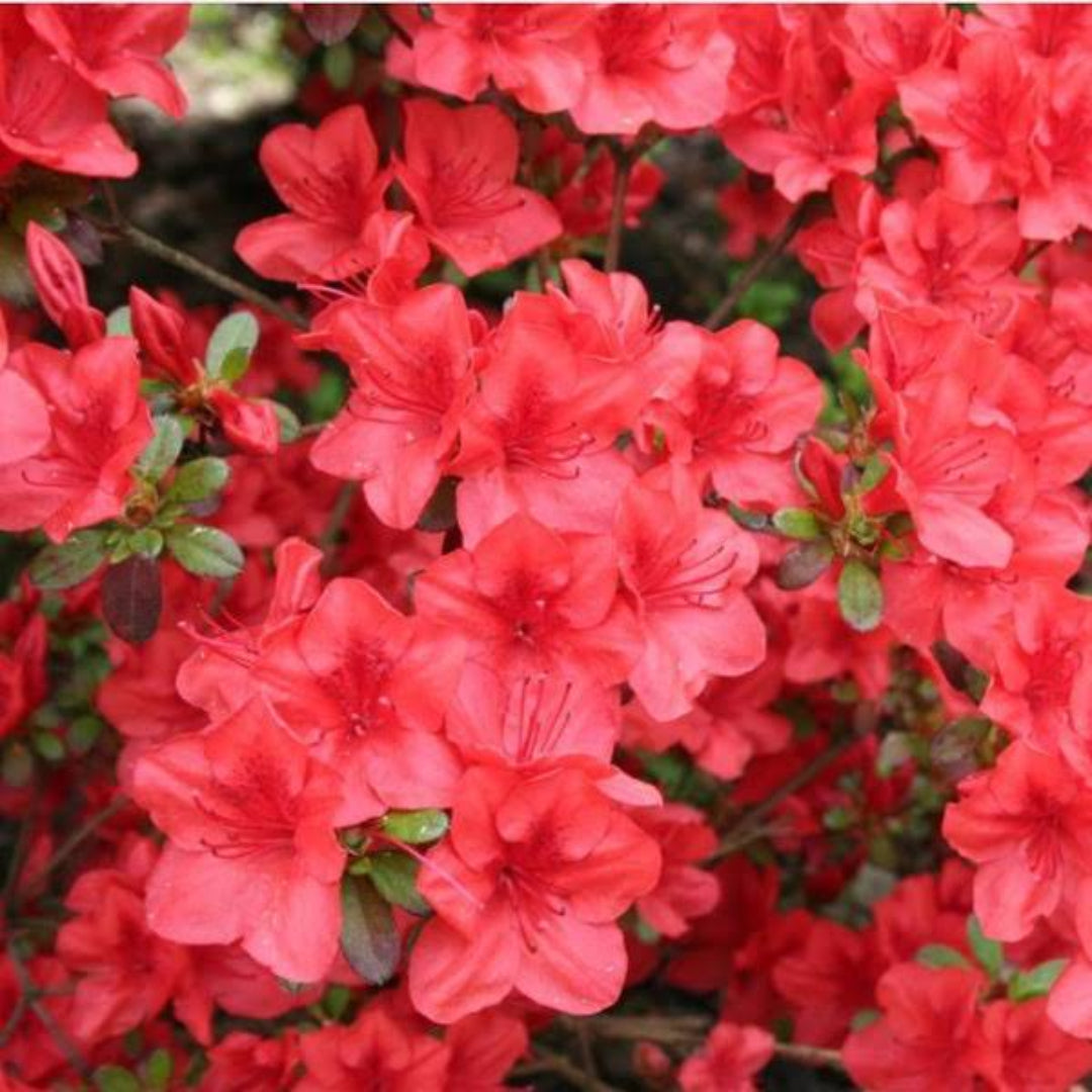Azalea Bloom N Again Strawberry Kiss