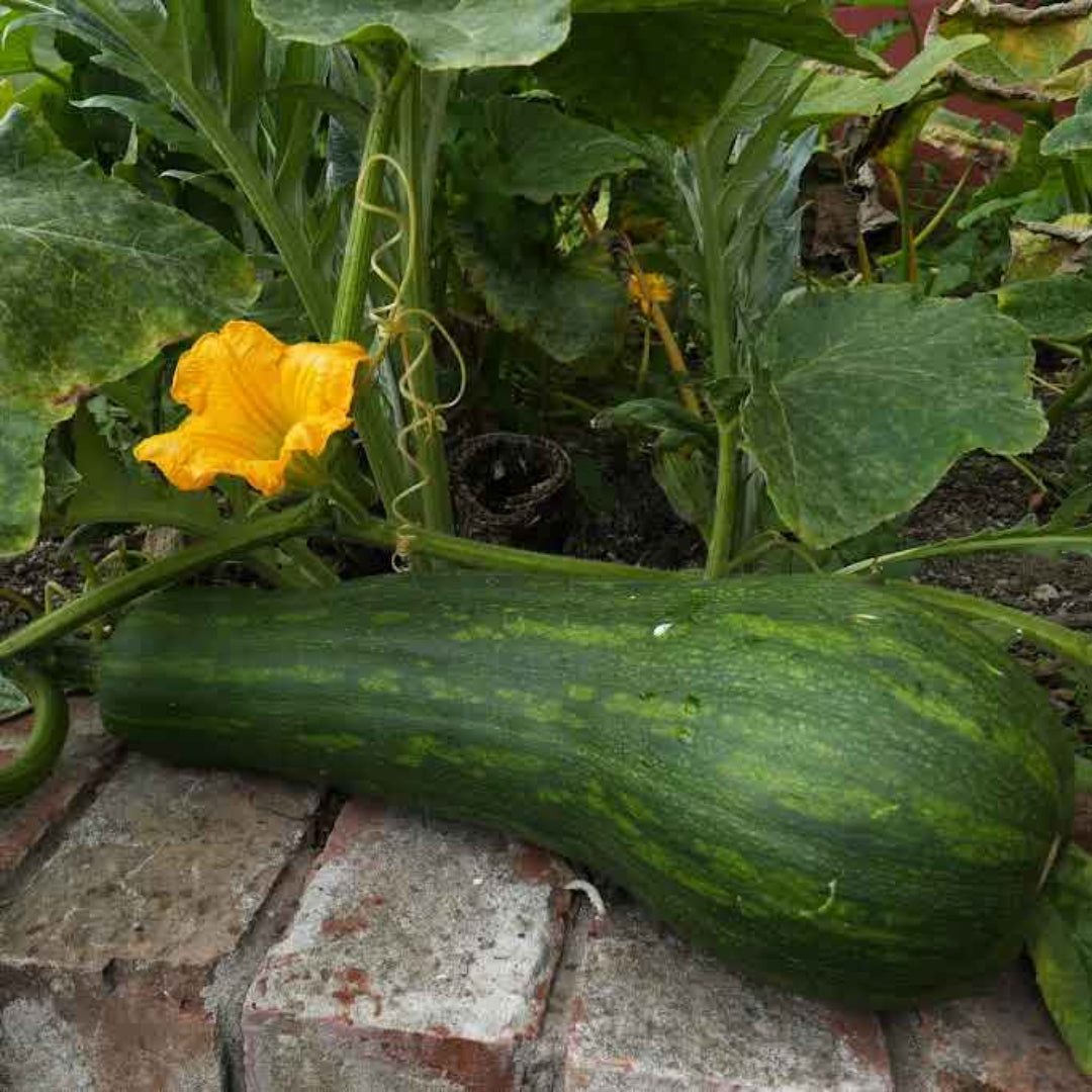 Squash Plant