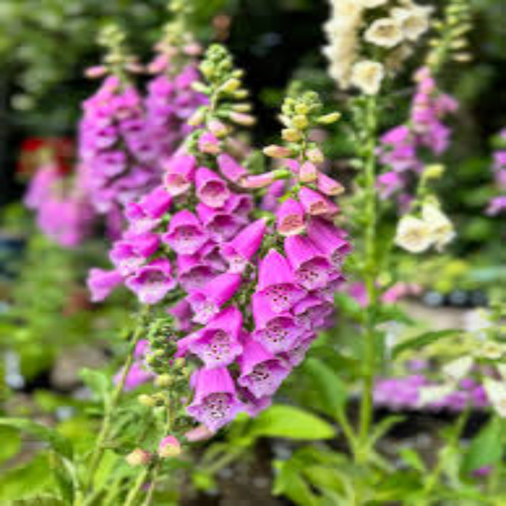 Digitalis purpurea &