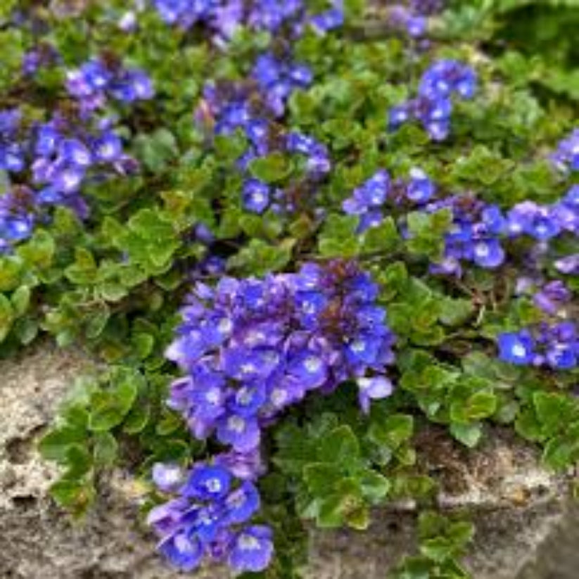 Veronica liwanensis (Turkish Veronica) - [EG]