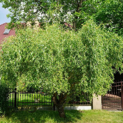 Weeping Willow Tree landscape