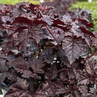 Astilbe chinensis 'Dark Side of the Moon' (False Spiraea)
