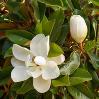 Magnolia Kay Parris foliage close-up showing rich green color