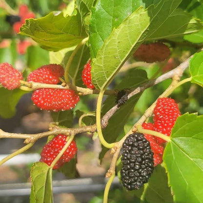 Red Mulberry Tree