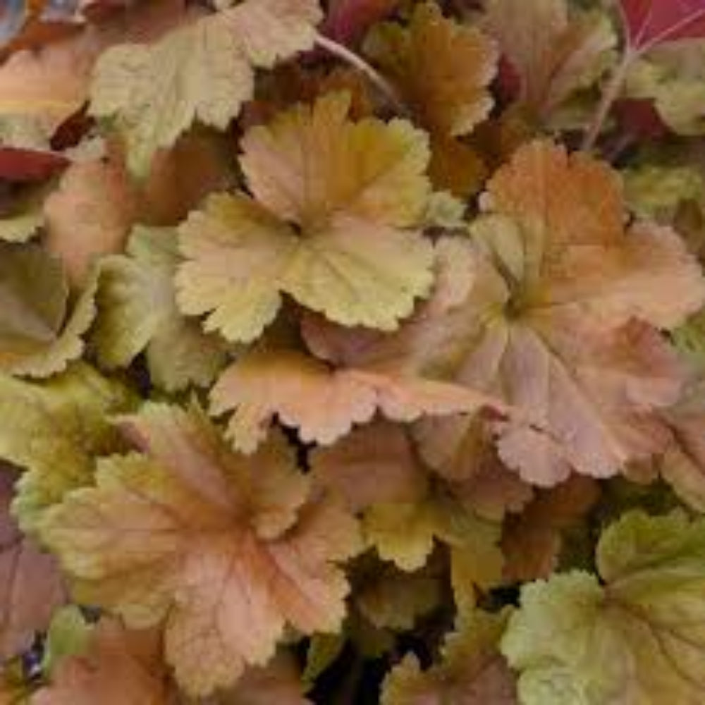 Heuchera Dolce™ &