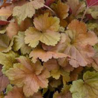 Heuchera Dolce™ 'Toffee Tart' (Coral Bells) - [EG]