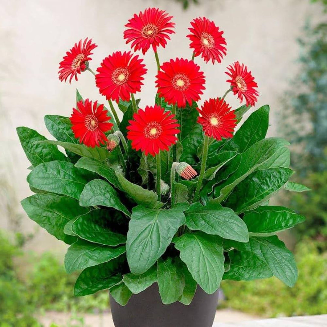 Gerbera &