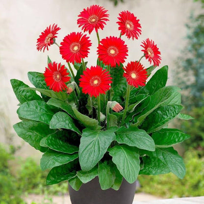 Gerbera &