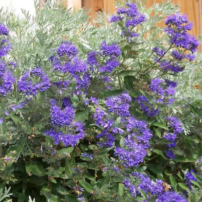 Dark Knight Caryopteris