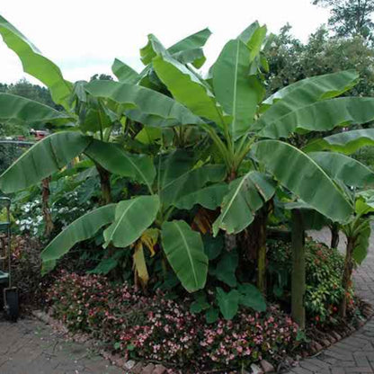 Musa basjoo (Hardy Banana Plant)