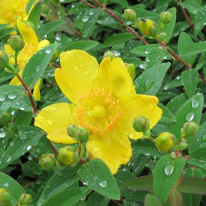 Hypericum Hidcote