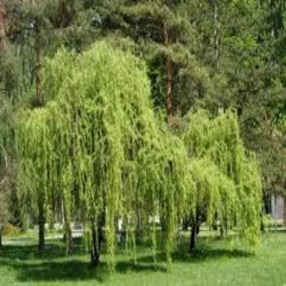 Twisted Willow
