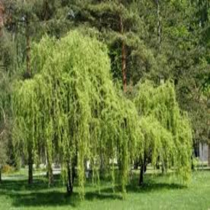 Twisted Willow