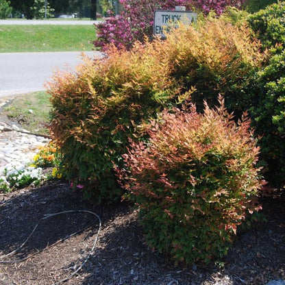Nandina Gulfstream