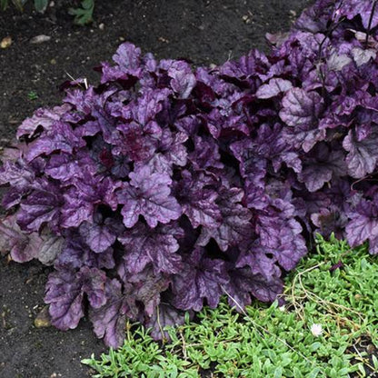 Heuchera Dolce® &