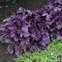 Heuchera Dolce® 'Wildberry' Coral Bells