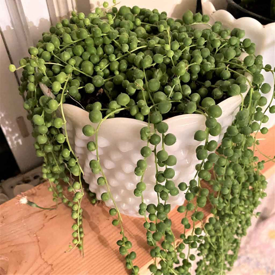 String of Pearls (Indoor Plant)