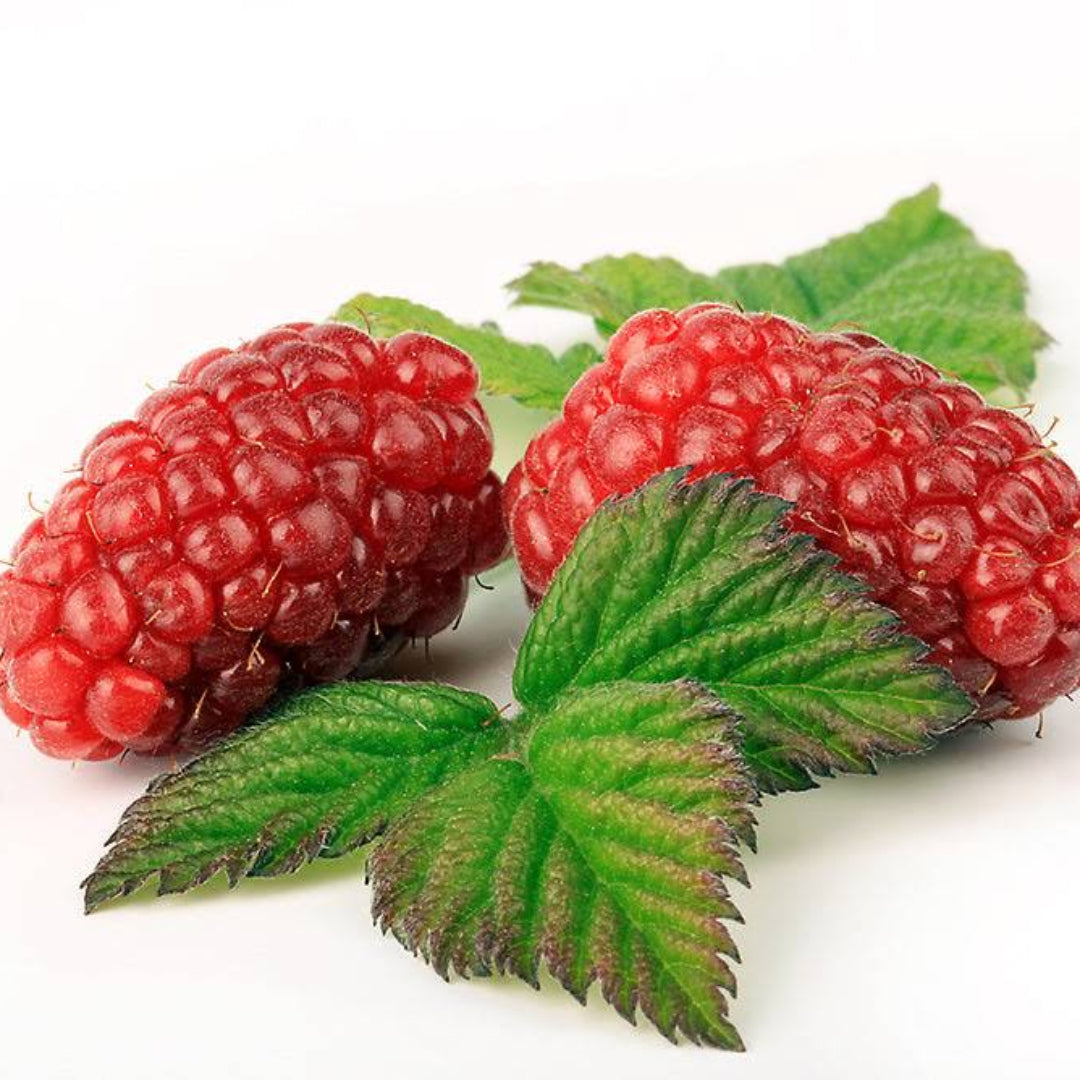 Tayberry Fruit Plant