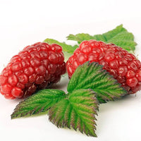 Tayberry Fruit Plant