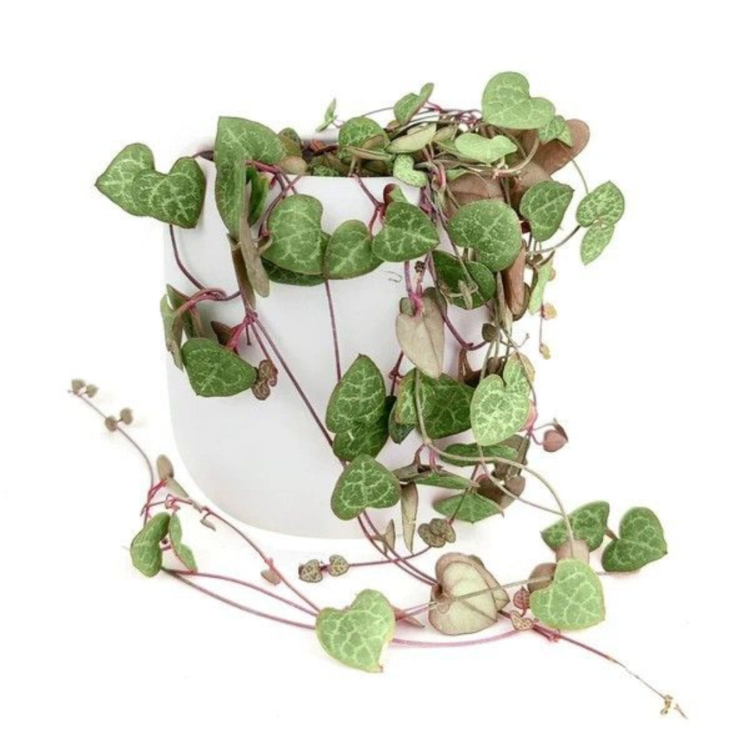 String of Hearts Indoor Plant