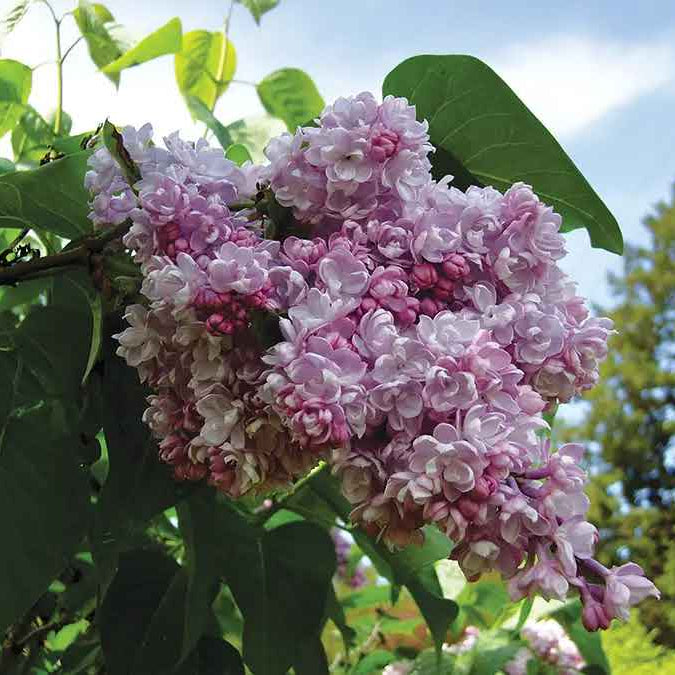 Belle de Nancy Pink French Lilac