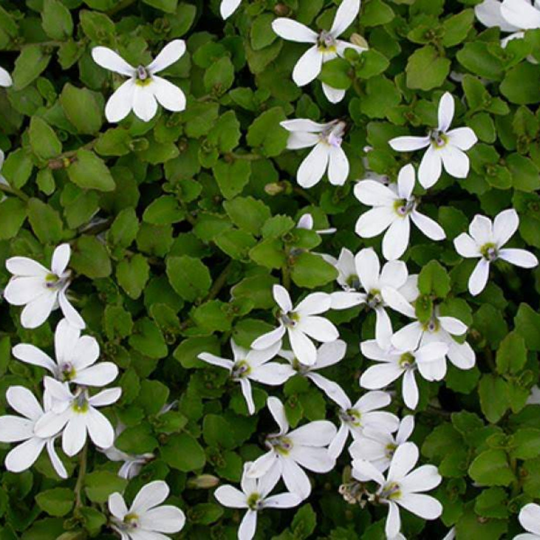 Pratia Angulata White Star Creeper 10 Count Flat of 4.5" Pots