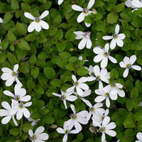 Pratia Angulata White Star Creeper 10 Count Flat of 4.5" Pots