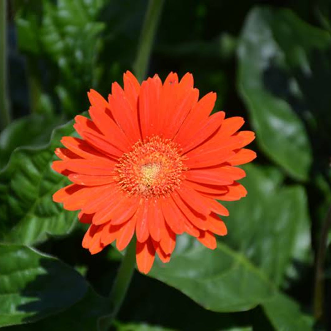 Gerbera &