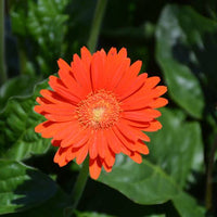 Gerbera 'Garvinea Sweet Glow' Gerber Daisy