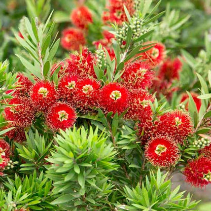 Bottlebrush Light Show