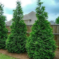 Green Splendor Arborvitae