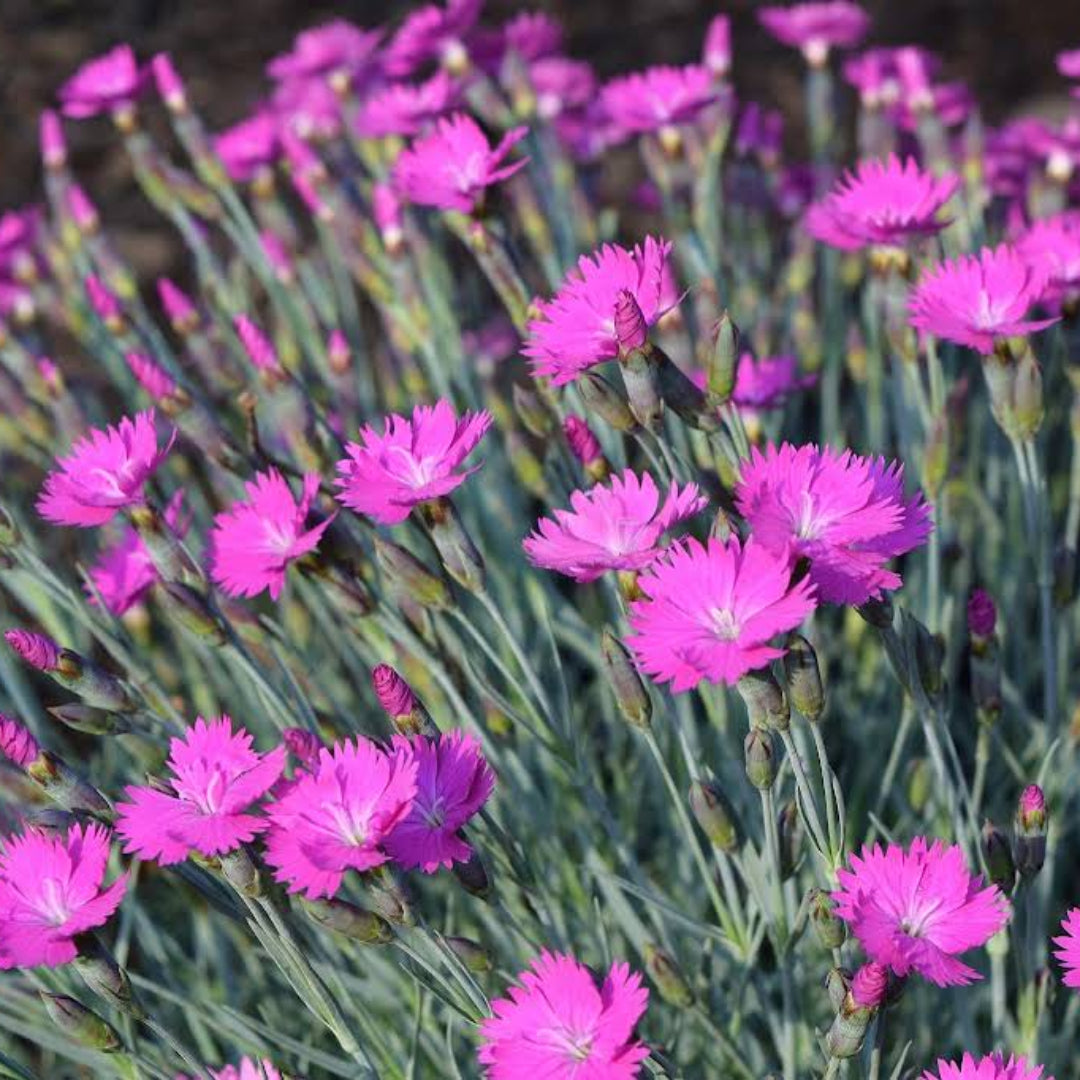 Dianthus Spp (Pink)