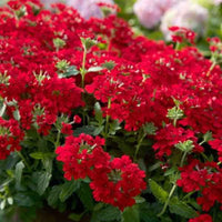 Verbena ‘EnduraScape Red’ Creeping Verbena - [EG]