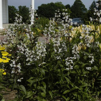 Penstemon Digitalis &