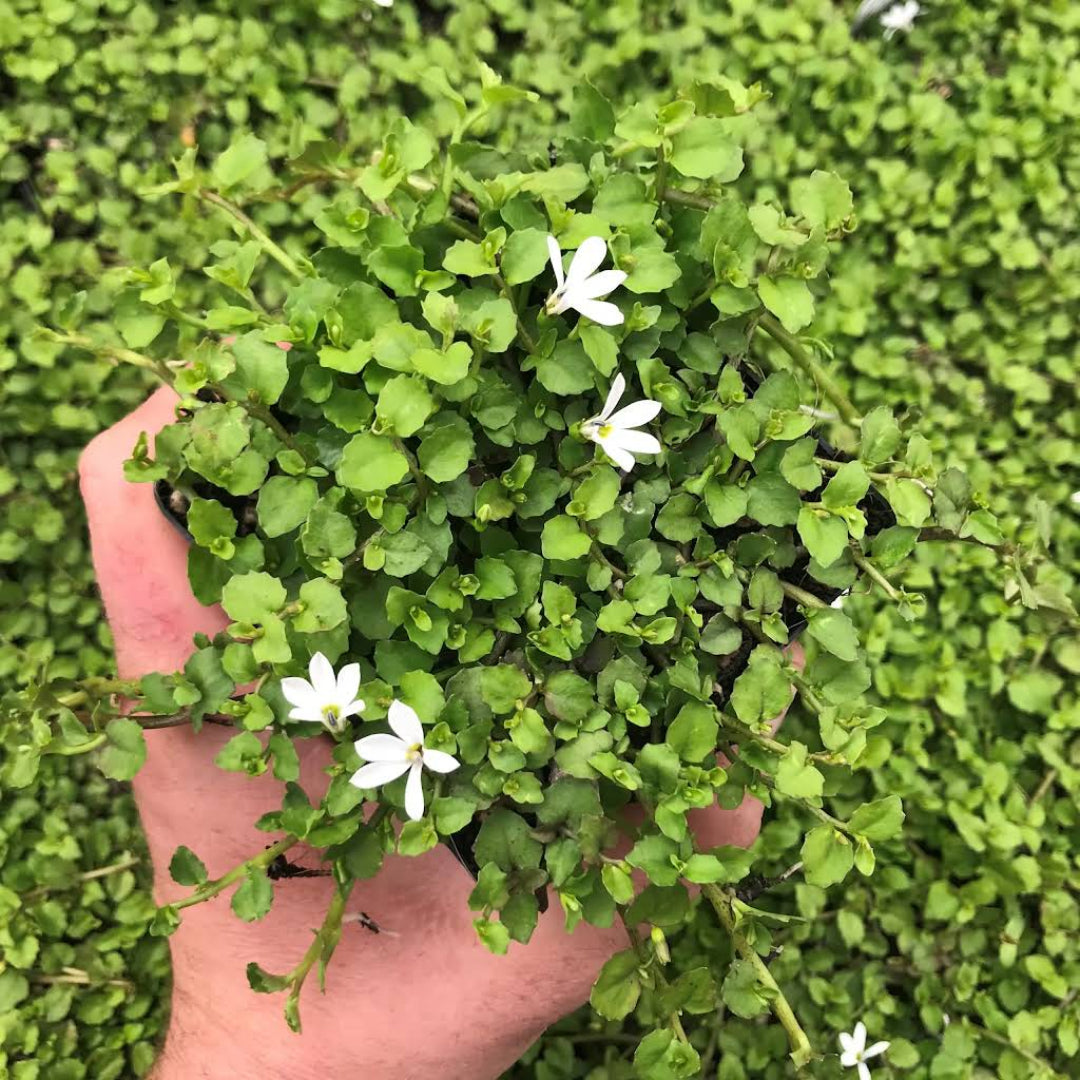 Pratia Angulata White Star Creeper 10 Count Flat of 4.5" Pots