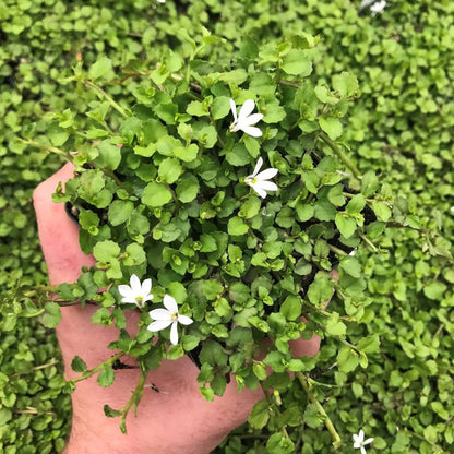 Pratia Angulata White Star Creeper 10 Count Flat of 4.5" Pots