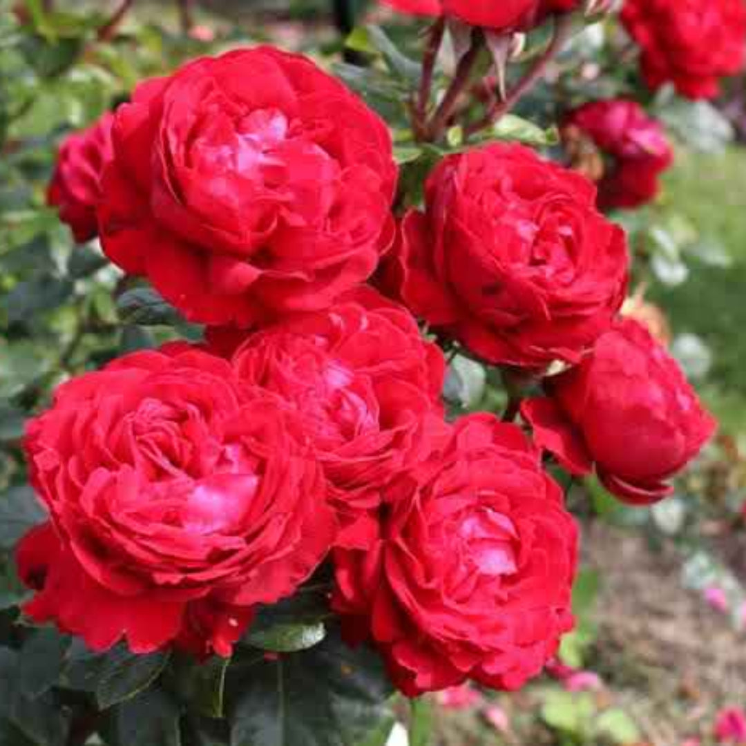 Rosa ‘KORroleotu’ Tiamo® Grandiflora Rose