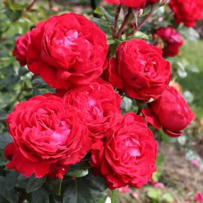 Rosa ‘KORroleotu’ Tiamo® Grandiflora Rose