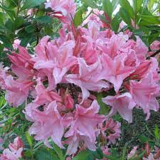 Spring Sensation Native Azalea