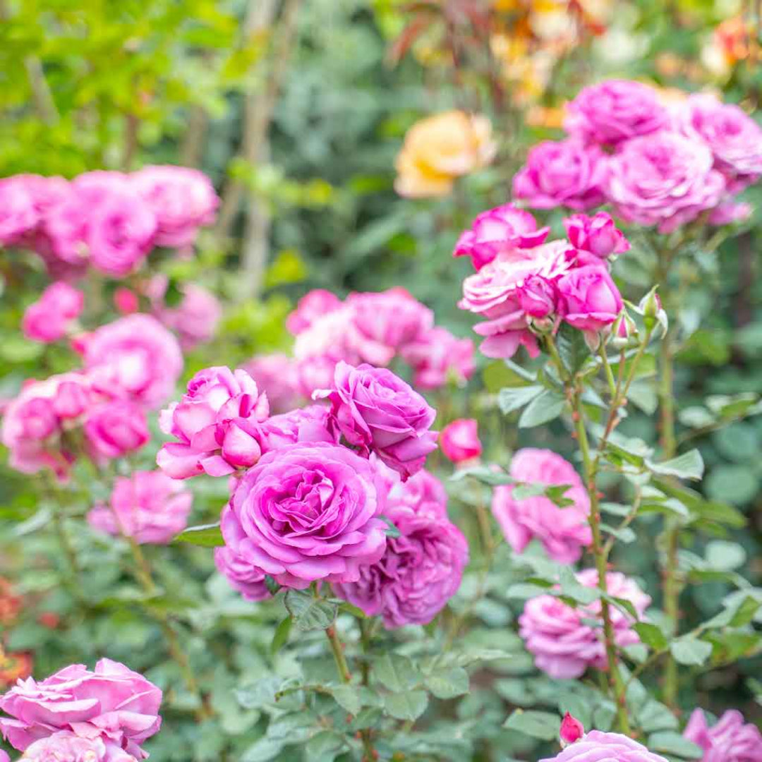 Rosa 'KORvodacom' Sunbelt® Plum Perfect Floribunda Rose