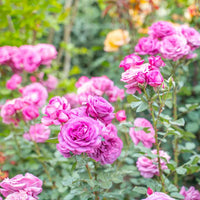 Rosa ‘KORvodacom’ Sunbelt® Plum Perfect Floribunda Rose