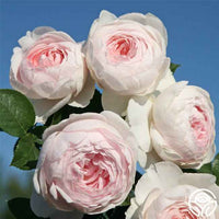 Rosa ‘KORgeowin’ Parfuma® Earth Angel Hybrid Tea Rose