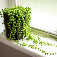 String of Pearls (Indoor Plant)