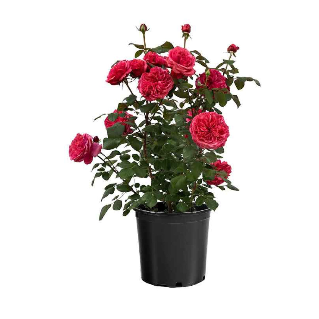 Rosa ‘Meicatess’ Love Me, Love Me Not® Hybrid Tea Rose